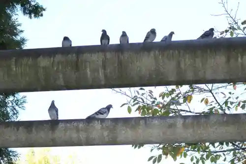 くまくま神社(導きの社 熊野町熊野神社)の動物
