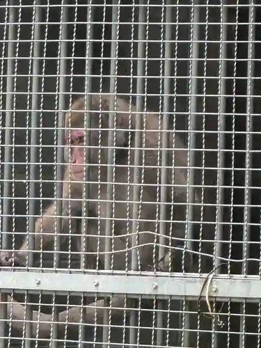 日吉大社(滋賀県)