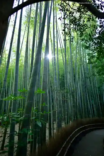 報国寺の庭園