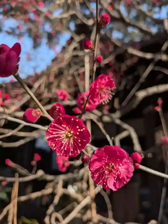 玄国寺(東京都)