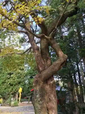 榎原神社の自然