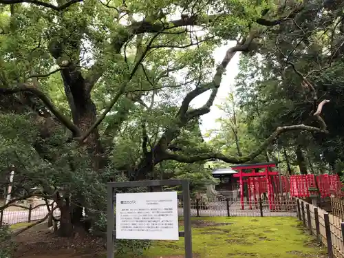 浜松八幡宮の自然