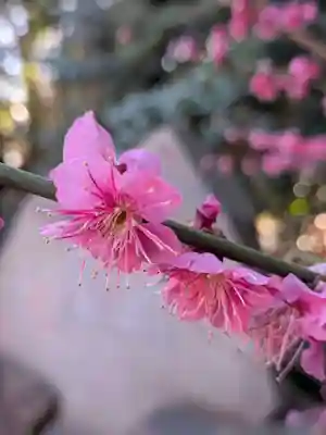乃木神社(東京都)