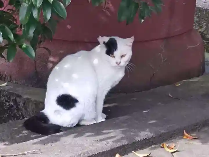 今市報徳二宮神社の動物