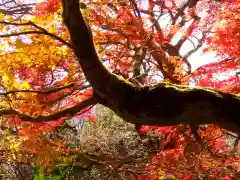 筑波山神社 女体山御本殿の自然