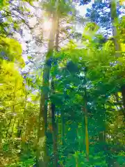 成田熊野神社の自然