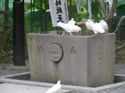 鶴岡八幡宮の手水舎