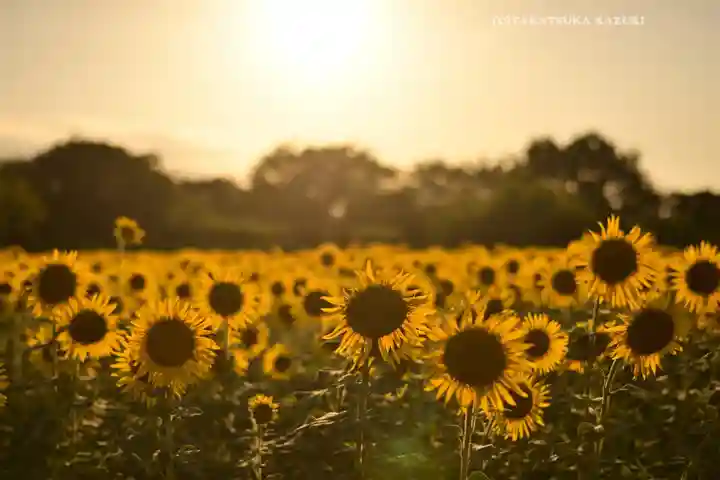 座間神社(神奈川県)