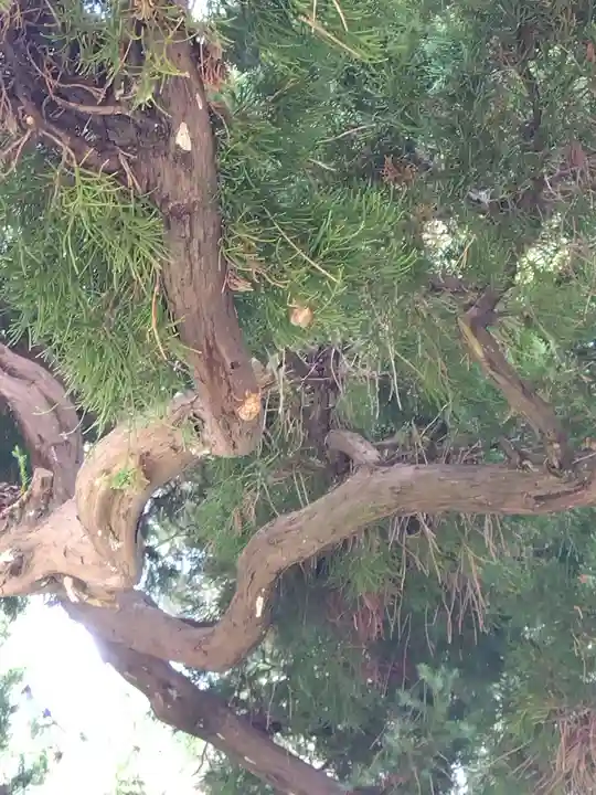 福井神社(福井県)