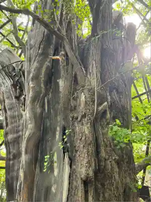 稲毛神社(神奈川県)