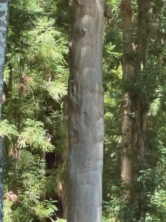 諏訪大社下社秋宮(長野県)