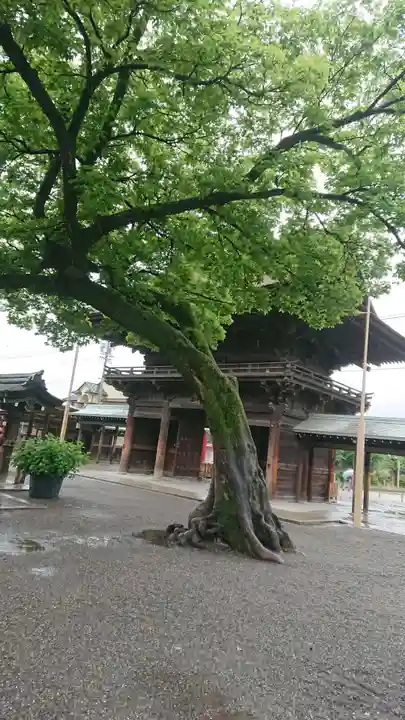 尾張大國霊神社(国府宮)の自然