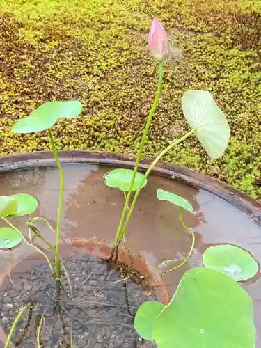 西方山極楽寺の自然