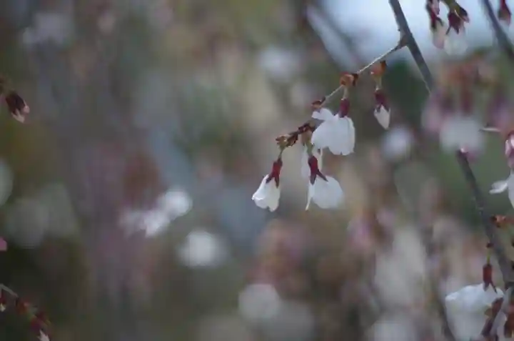 敷地神社(わら天神宮)(京都府)