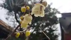 北野天満宮の自然