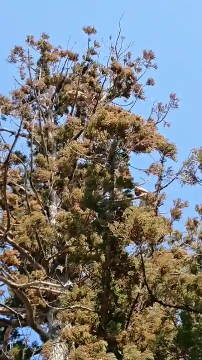 住吉神社の自然