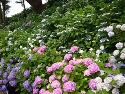 二本松寺の自然