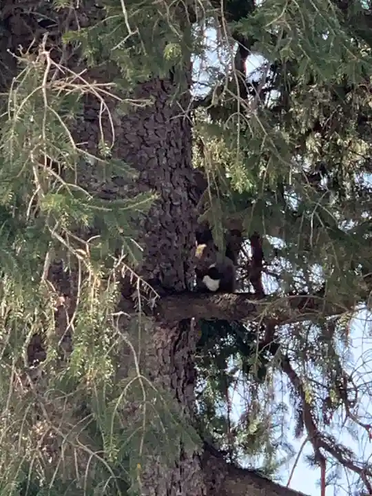 留辺蘂神社の動物