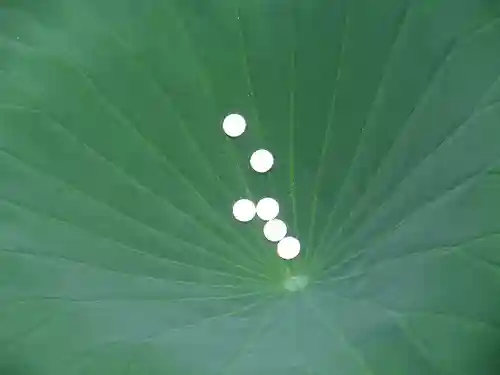 鶴岡八幡宮の自然