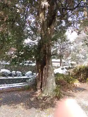 三峯神社(群馬県)