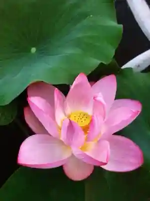 長善寺(東京都)