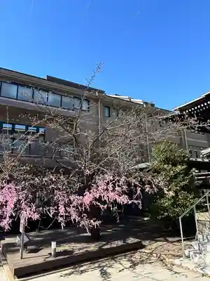 桜神宮(東京都)