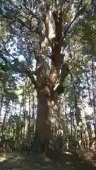 鹿嶋神社の自然