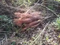 水神社の自然