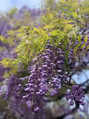國領神社の自然