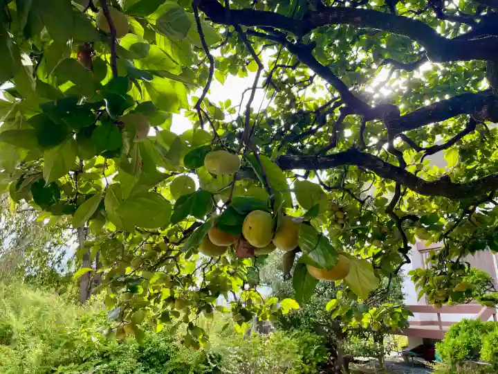 花蔵院(東京都)