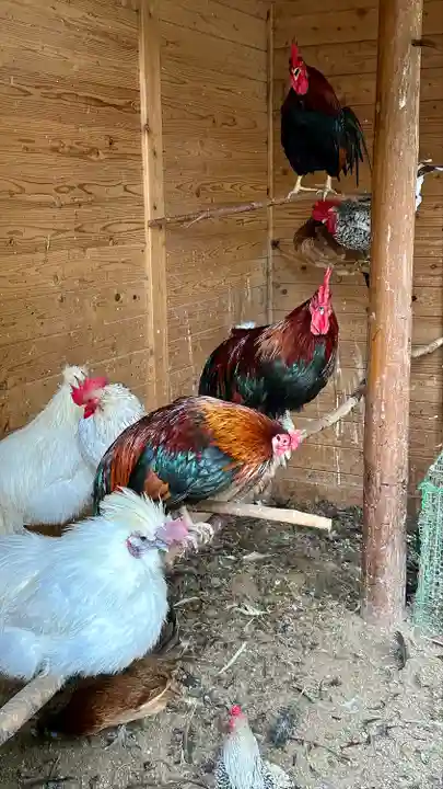 石上神宮(奈良県)