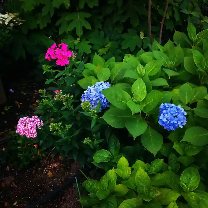 白山神社の自然