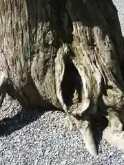 吉田神社の自然