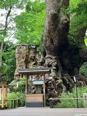 來宮神社(静岡県)