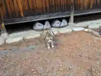 八幡社(柏井町)の動物