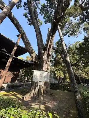 大徳寺(京都府)