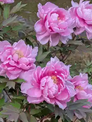 愛染院(東京都)