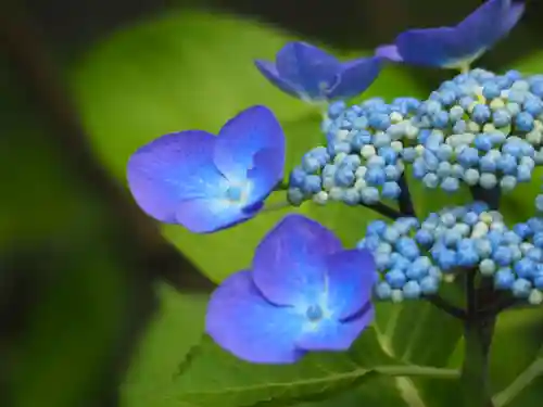 長壽寺（長寿寺）(神奈川県)