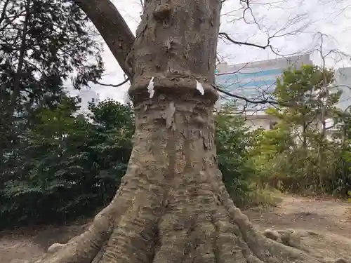 愛宕神社の自然