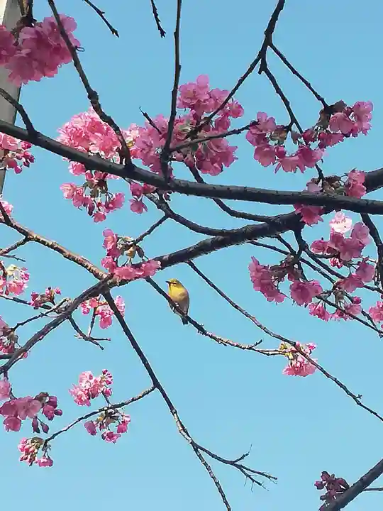 櫛田神社の自然