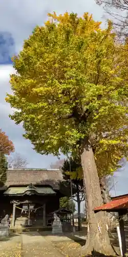髙部屋神社(神奈川県)