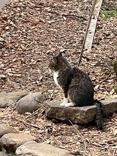 代々木八幡宮の動物