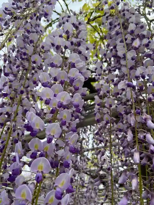 龍城神社の自然