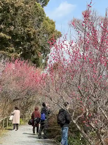 梅宮大社の自然