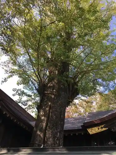 麻賀多神社の自然