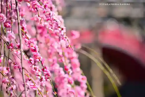 亀戸天神社(東京都)