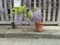 滝野川八幡神社の{uncategorized: "未分類", other: "その他", undefined: "問題あり", building: "その他建物", grave: "お墓", sacred_gate: "鳥居", guardian: "狛犬", statue: "像", buddha: "仏像", history: "歴史", nature: "自然", garden: "庭園", animal: "動物", pagoda: "塔", temizu: "手水舎", mountain_gate: "山門・神門", sanctuary: "本殿・本堂", subordinate: "末社・摂社", art: "芸術", scenery: "景色", jizo: "地蔵", ema: "絵馬", goshuin: "御朱印", omikuji: "おみくじ", items: "授与品その他", amulet: "お守り", goshuincho: "御朱印帳", eats: "食事", festival: "お祭り", votive_dance: "神楽", shichigosan: "七五三参", wedding: "結婚式", experience: "体験その他", initially: "初詣", around: "周辺", anti_infection: "感染症対策"}