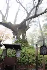 碓氷峠熊野神社の自然