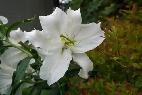尻岸内八幡神社の自然