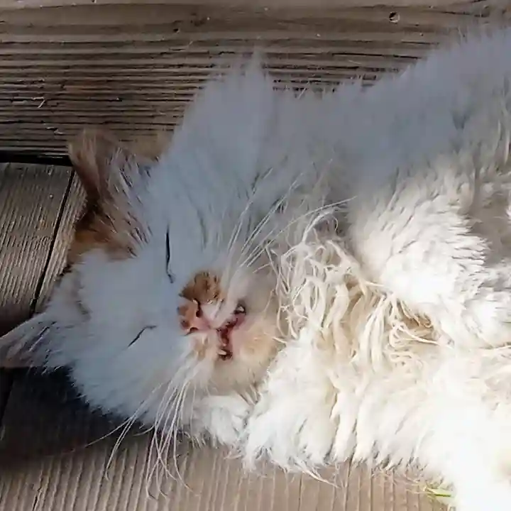 阿邪訶根神社の動物